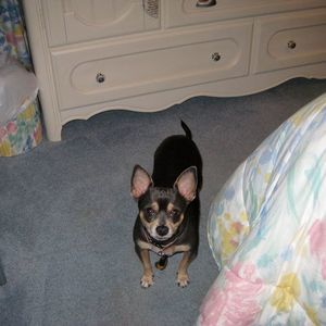 Meet your Posher, Daphne